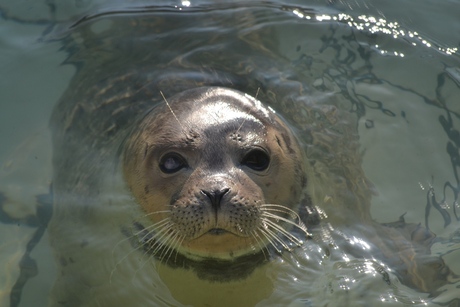 zeehond