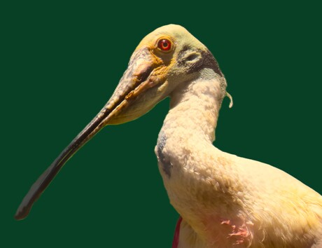 Lepelaar