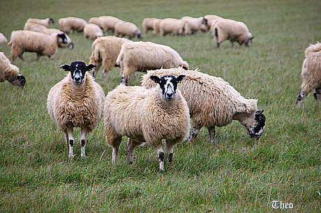 Schapen in the Cotswolds