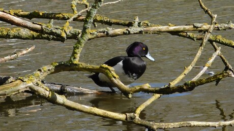 ben ik effe een knappe goosurt....