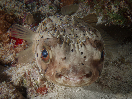 Prachtige onderwaterwereld van Bonaire 