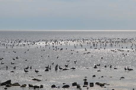 Ganzen aan het wad Terschelling