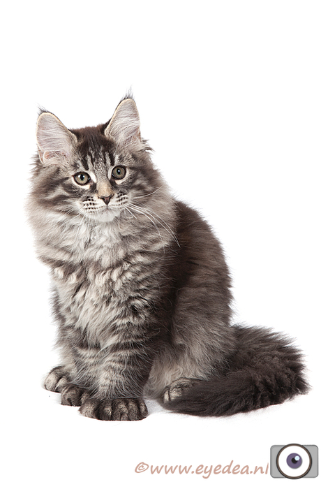 Maine Coon Kitten