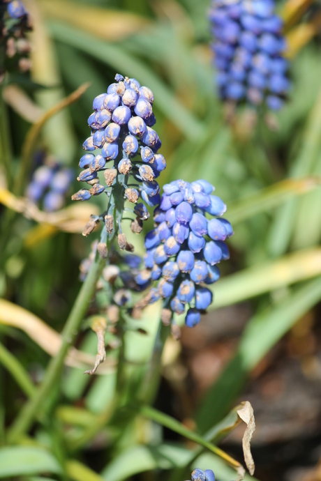 keukenhof lisse 125.JPG