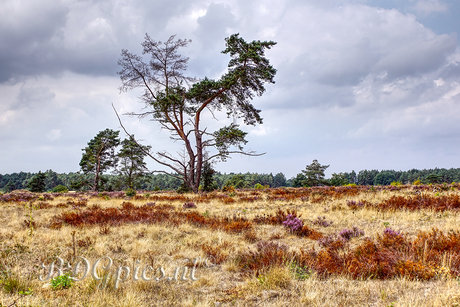 Kootwijk heide 2