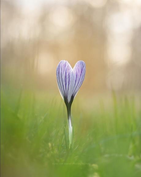 Liefde voor de lente! 