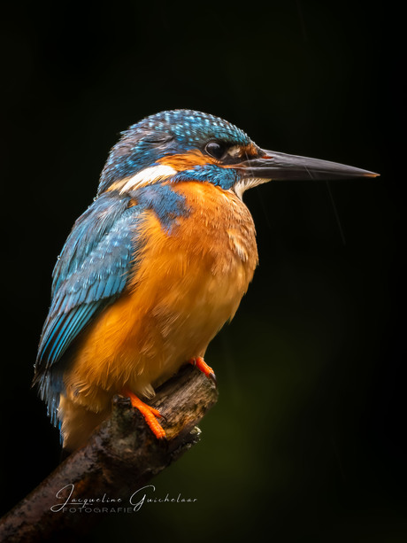 IJsvogel in de regen