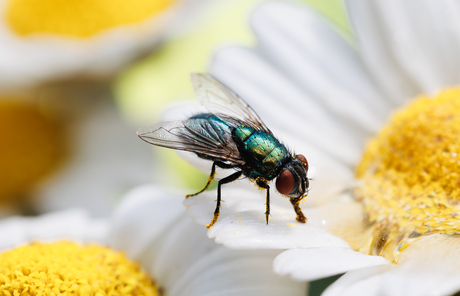 Groene vleesvlieg op margriet