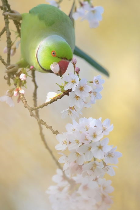 Halsbandparkiet in de bloesem