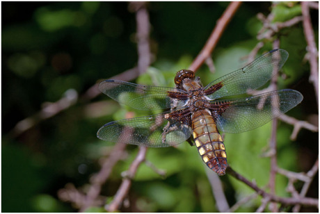 Platbuik Libelle