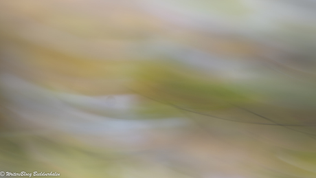 ZoomNL Dorstpaddestoelendag