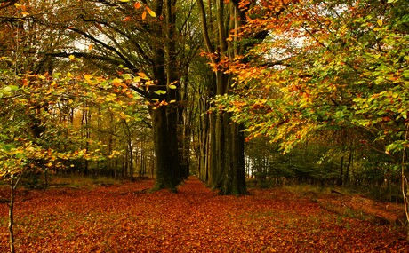 HERFSTKLEUREN