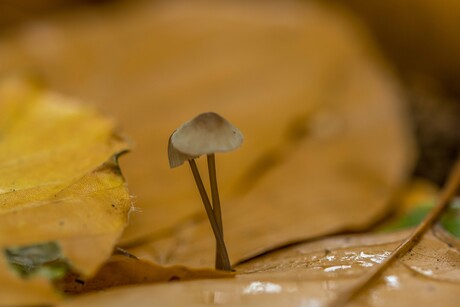 samen kunnen we de hele wereld aan, toch broertje?