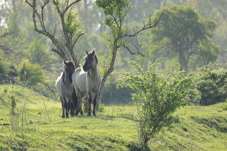 paardenpaar