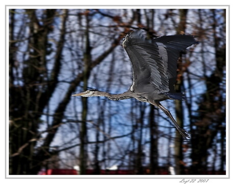 Reiger .