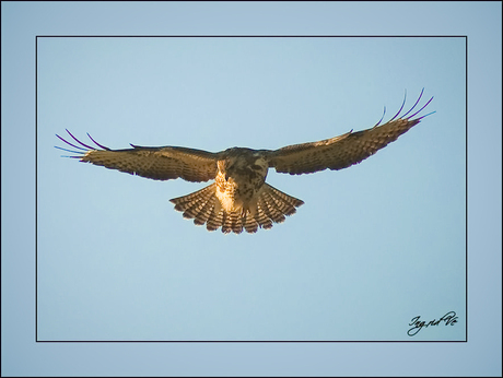 Biddende Buizerd,