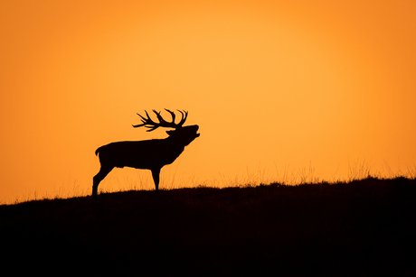 Burlend Edelhert Silhouet