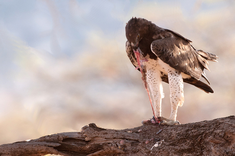 Martial Eagle 3, Kenia