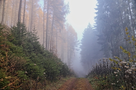 In to the foggy forest.