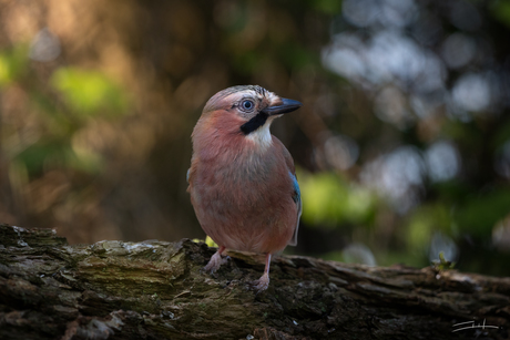 Lach eens naar het vogeltje