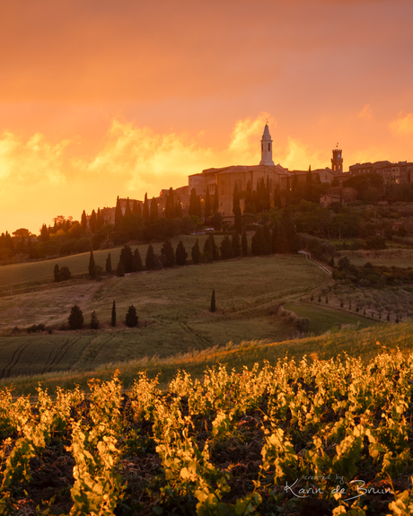 Vineyard of Pienza!