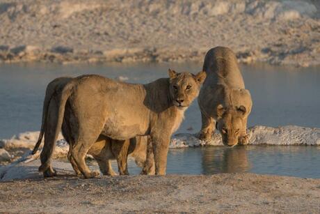 leeuwen tijdens zonsondergang in Namibië