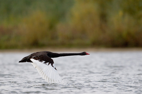 zwarte zwaan take off