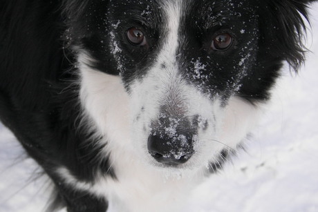 Lekker in de sneeuw