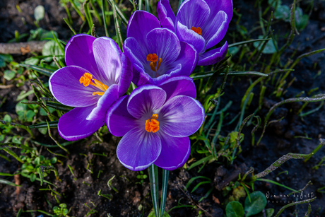 Krokus.