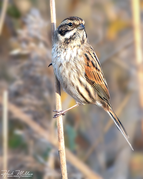 Rietgors (Emberiza schoeniclus) V