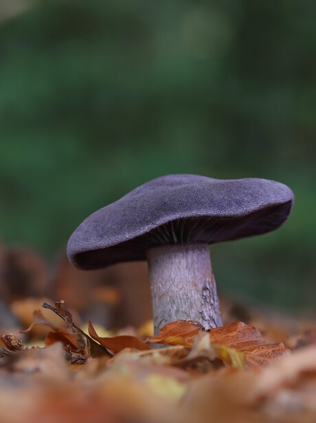 Violette gordijnzwam 