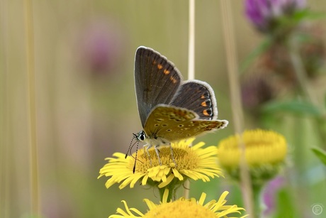 Zomerstilte op de bloem - het Icarusblauwtje