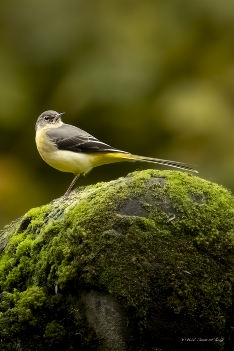 Grote gele kwikstaart 