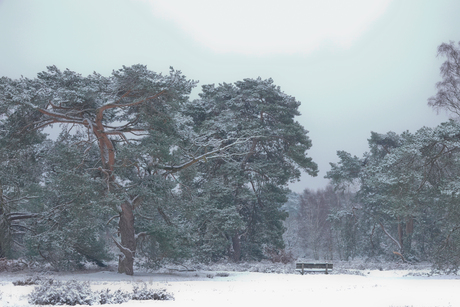 Sneeuw op de Veluwe