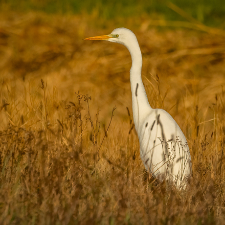 Grote Zilverreiger