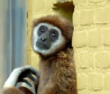 Withand Gibbon