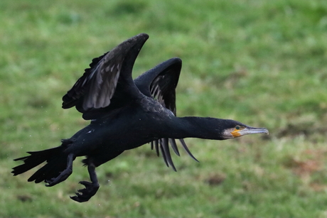 Aalscholver in vlucht
