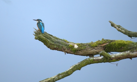 Ijsvogel