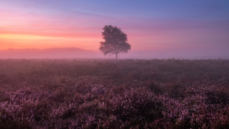 Misty morning