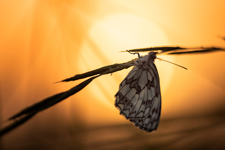 Butterfly in sunlight
