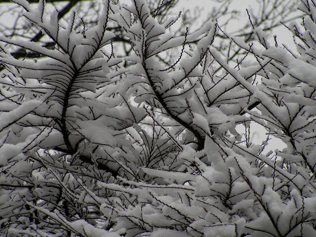 Besneeuwd boompje