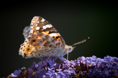 Vlinder op vlinderstruik