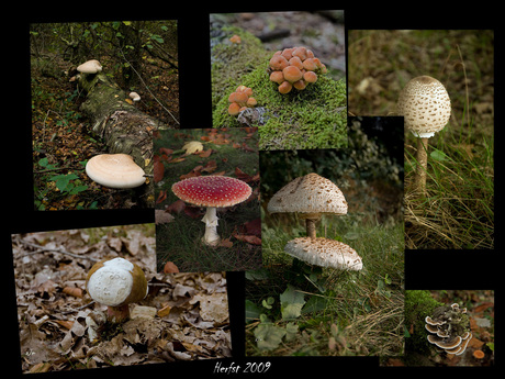 Herfst collage