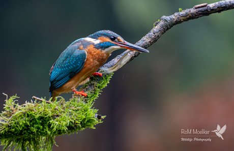 De IJsvogel.