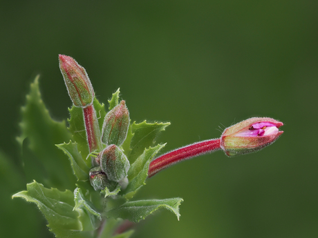 De schoonheid van de natuur