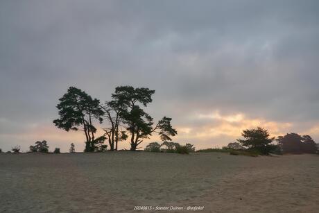 Bomen op de zandverstuiving