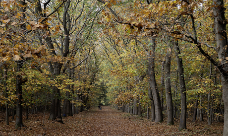 Herfstkleuren tijdens de Paddenstoelenzoomdag
