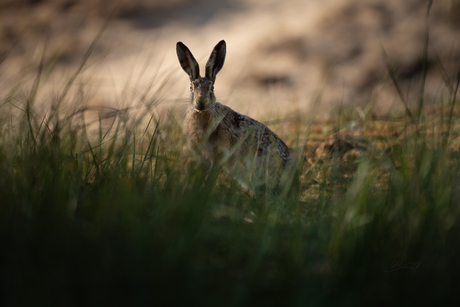 Wie heeft mij hier betrapt?