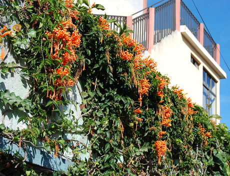 De bloemetjes buiten hangen