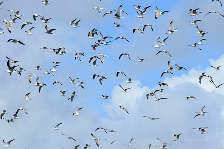 Meeuwen boven het vogelmeer 2